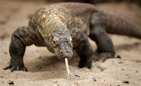 Yes, some animals can have babies without a mate. Here's how.